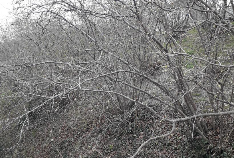 . Частный сектор Апартаменты у Арнольда в Пляхо. Пляхо