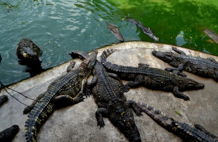 Крокодиловая ферма. Фото взято с сайта: http://narslovar.ru/