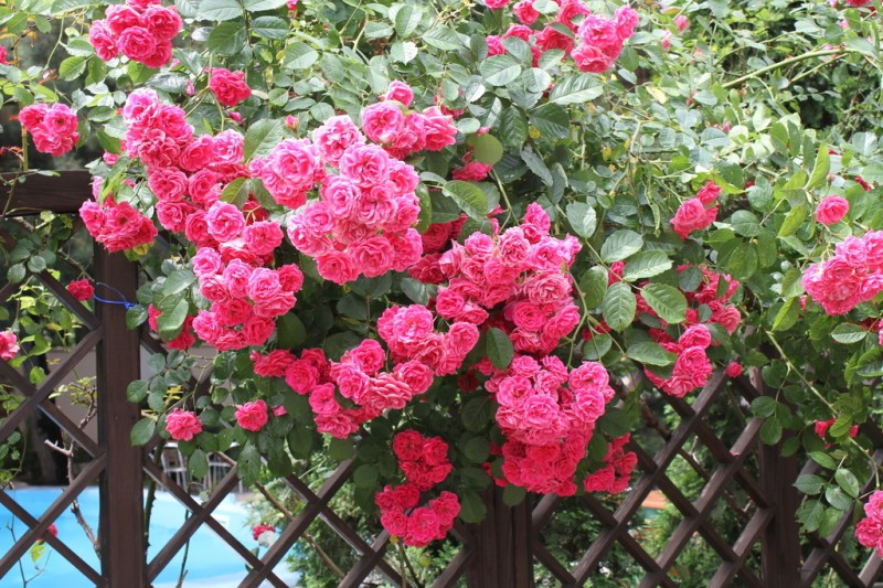 . Гостевой дом «Сосновая дача». Геленджик