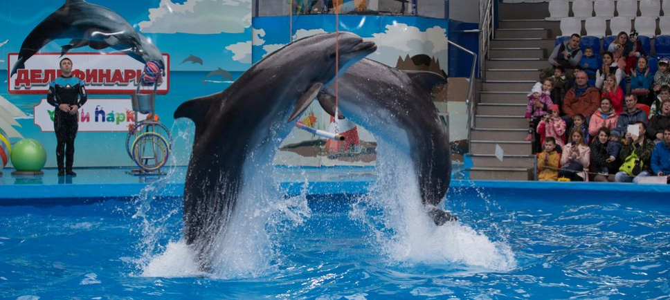 Фото из дельфинария в Сочи-парке взято с сайта: https://www.sochipark.ru/