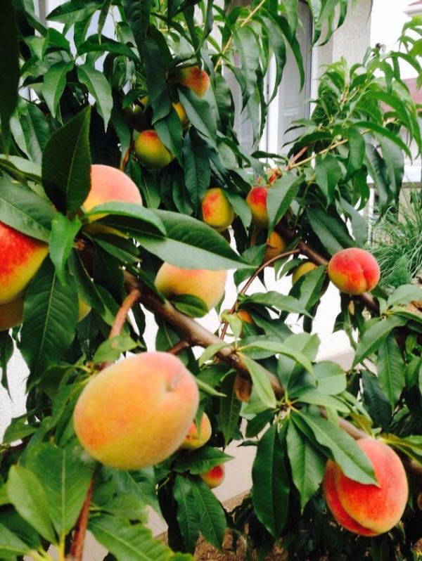 . Гостевой дом "Анастасия". Заозерное . Гостевой дом "Анастасия". Заозерное