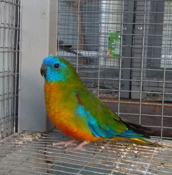 Фото с выставки птиц «Пернатая радуга» взято из instagram-аккаунта: https://www.instagram.com/pernataia_raduga/
