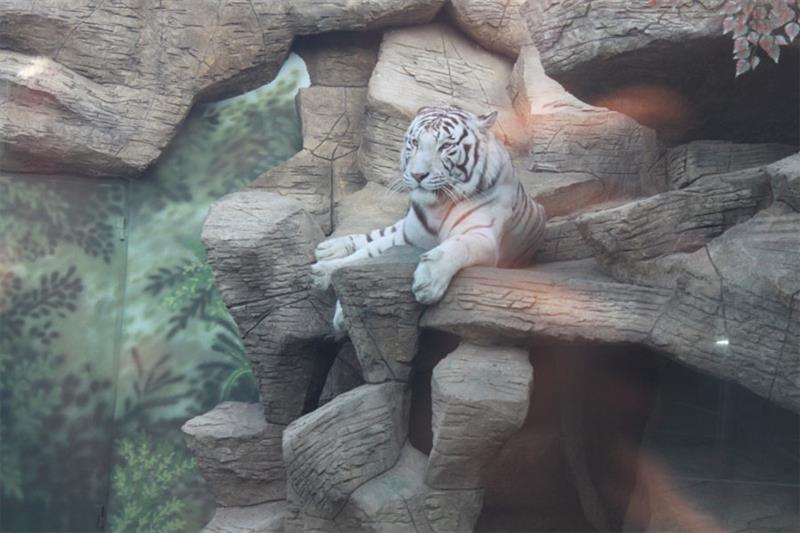 Фото тигра в сафари парке «Балу» взята с сайта: https://myanapa.ru/