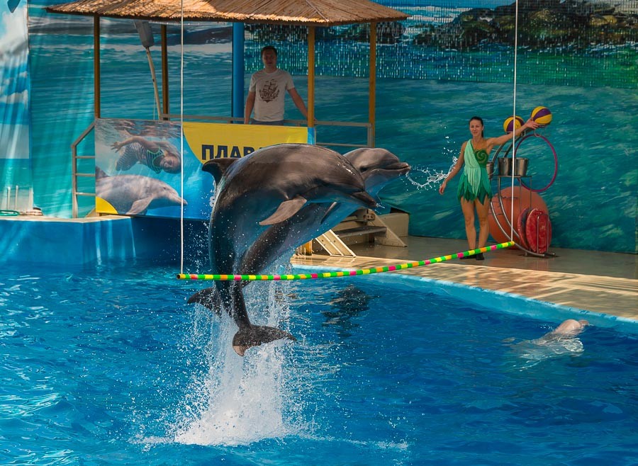 Дельфинарий «Немо». Фото взято с сайта: https://nemoanapa.ru/