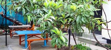 Гостевой дом "Мимоза"