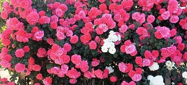 Частный сектор "У Генриха" Частный сектор "У Генриха"