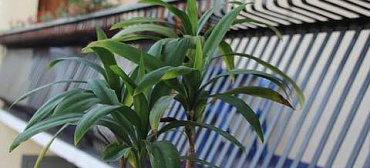 Гостевой дом Анастасия - Сухум