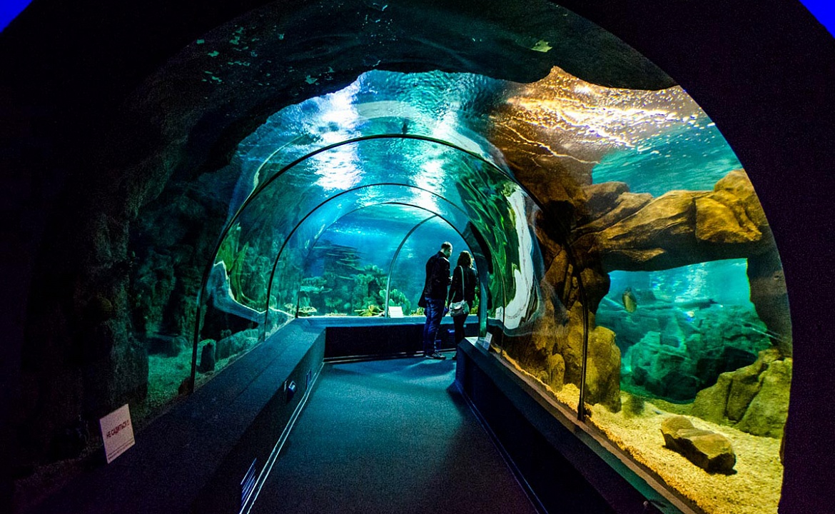Фотография арки в Sochi Discovery World Aquarium взята с сайта: http://www.sochiaquarium.ru/