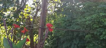 Частный сектор "У Сусанны"