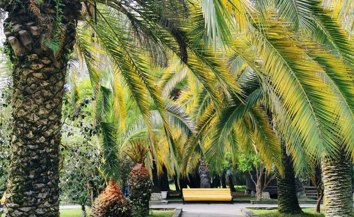 ДОМИК КОМФОРТ. Гостевой дом САДКО. Пицунда ДОМИК КОМФОРТ. Гостевой дом САДКО. Пицунда