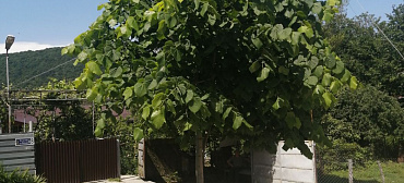 Частный сектор Лавровый лист