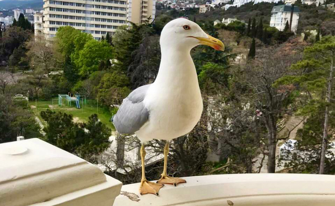 Семейный номер с кухней и видом на море и горы Ай-Петри. Отель Апарт отель "Дуэт". Ялта