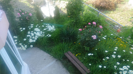 Гостевой дом Дельфин - Новомихайловский