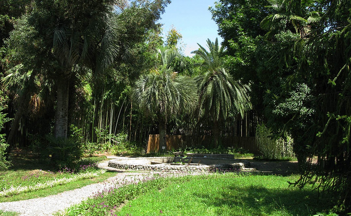Сухумский ботанический сад. Фото взято с сайта: https://kashtak.net/