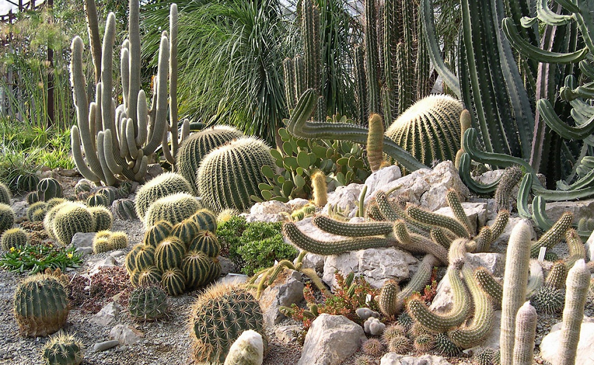 Фото Никитского ботанического сада взято с сайта: http://nikitasad.ru/