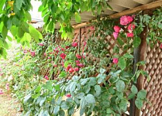 Гостевой дом Есения