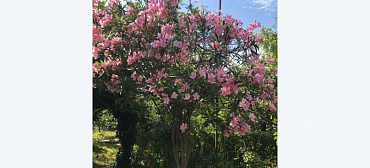 Гостевой дом Олеандр