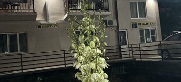 Гостевой дом "Пантера"