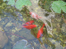 Гостиница "Вега"