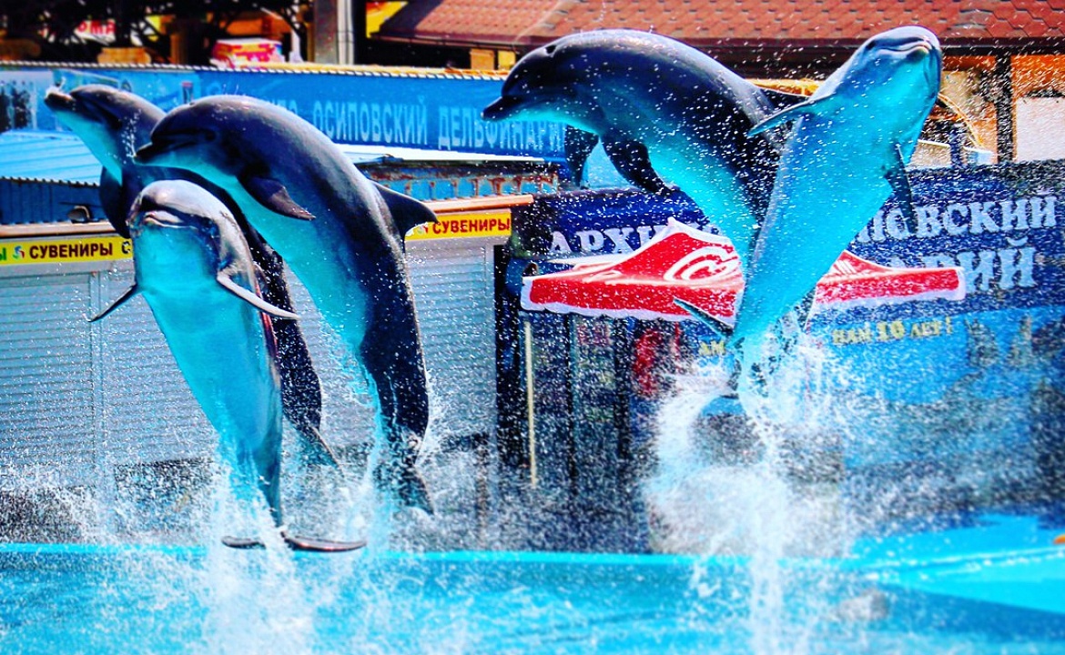 Архипо-Осиповский дельфинарий. Фото взято из аккаунта ВКонтакте: https://vk.com/delfinariy_arhipka