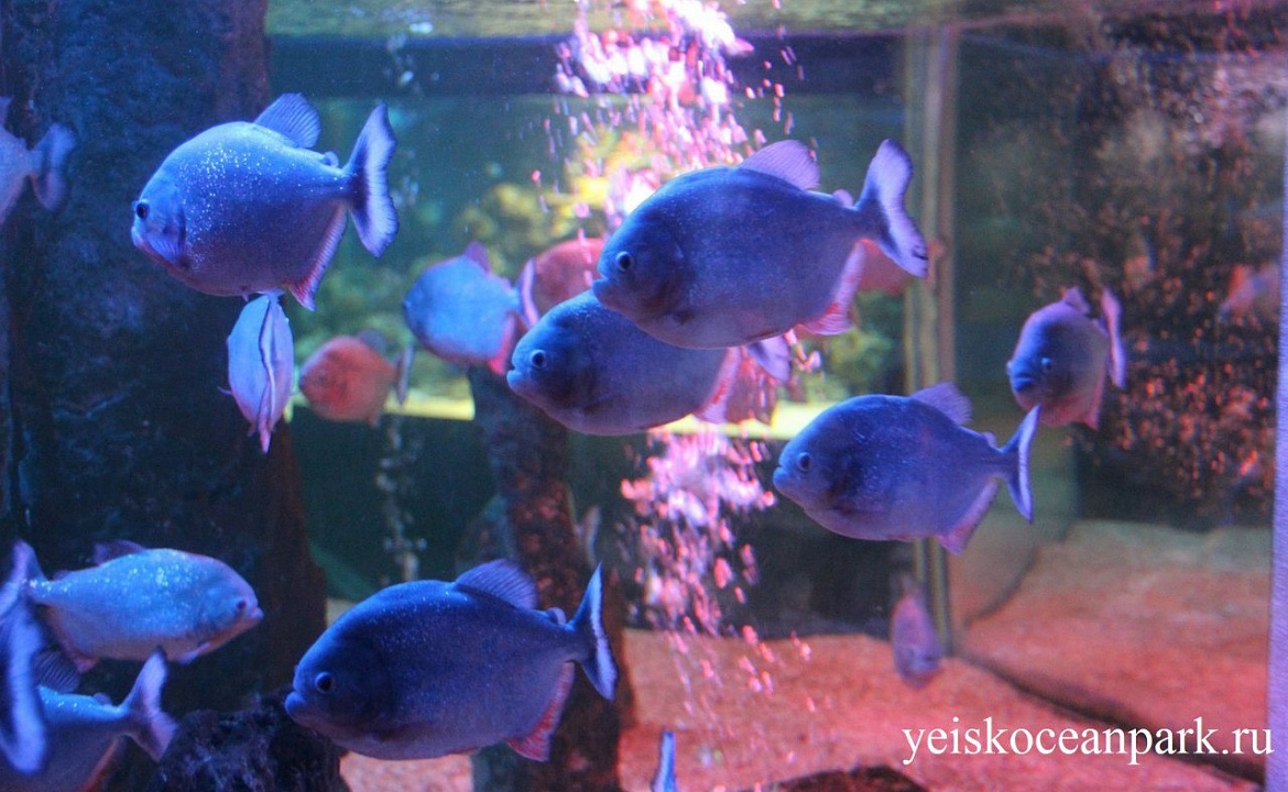Фото из Океанариума «Акулий риф» взято из аккаунта океанариума ВКонтакте: http://yeyskoceanpark.ru/