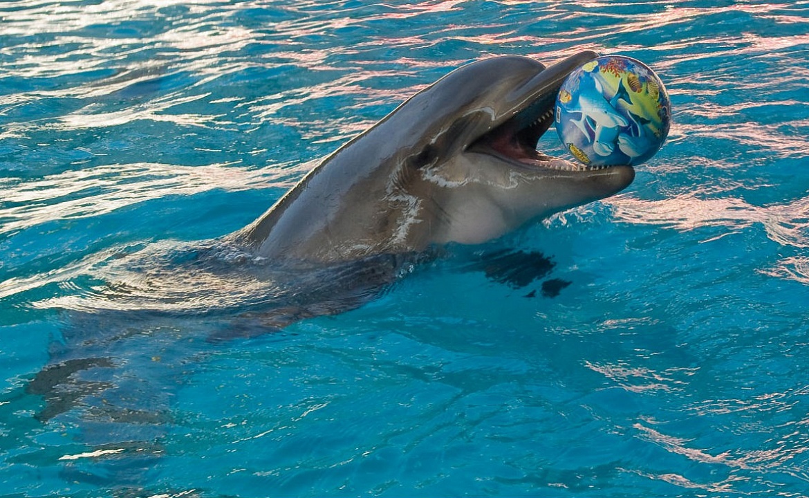 Фото из дельфинария «Немо» взято с сайта: http://nemojubga.ru/