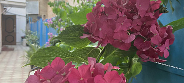 Гостевой дом Надежда в Гаграх