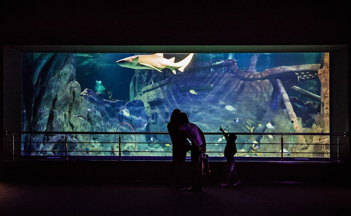 Фото Sochi Discovery World Aquarium взято с сайта: http://www.sochiaquarium.ru/