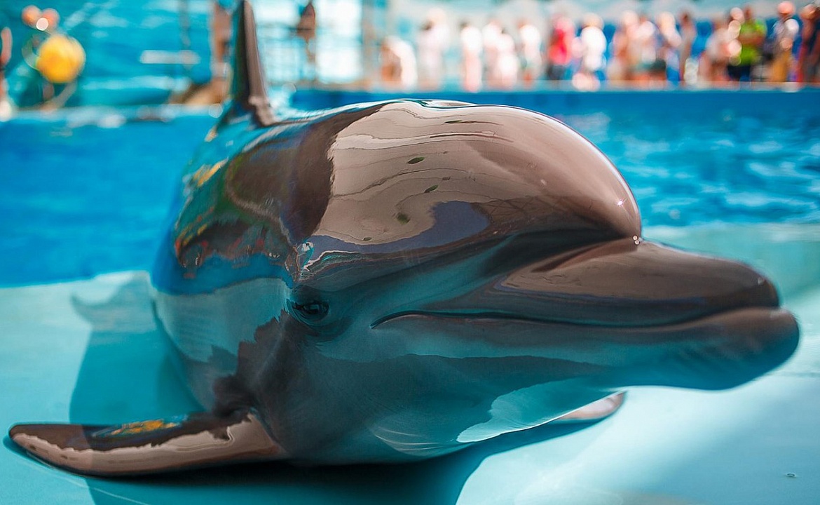 Фото дельфина взято из группы дельфинария "Немо" ВКонтакте: https://vk.com/delfinariyanapa