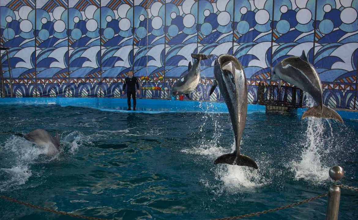 Дельфинарий «Морская звезда». Фото взято с сайта: https://www.delphinoterapiya.ru/