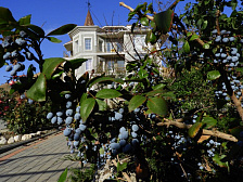 Гостевой дом «Эдельвейс» Гостевой дом «Эдельвейс»