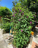 Гостевой дом "Инжир"