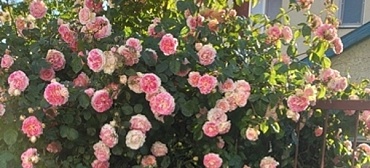 Частный сектор " В парке "