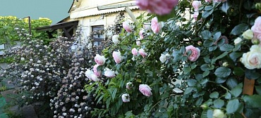 Гостевой дом «Алла-Роза»