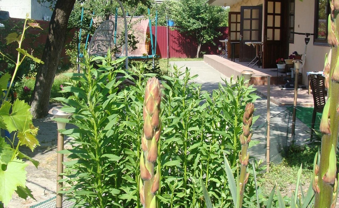 Четырехместный комфорт. Гостевой дом SunnyHouse. Витязево