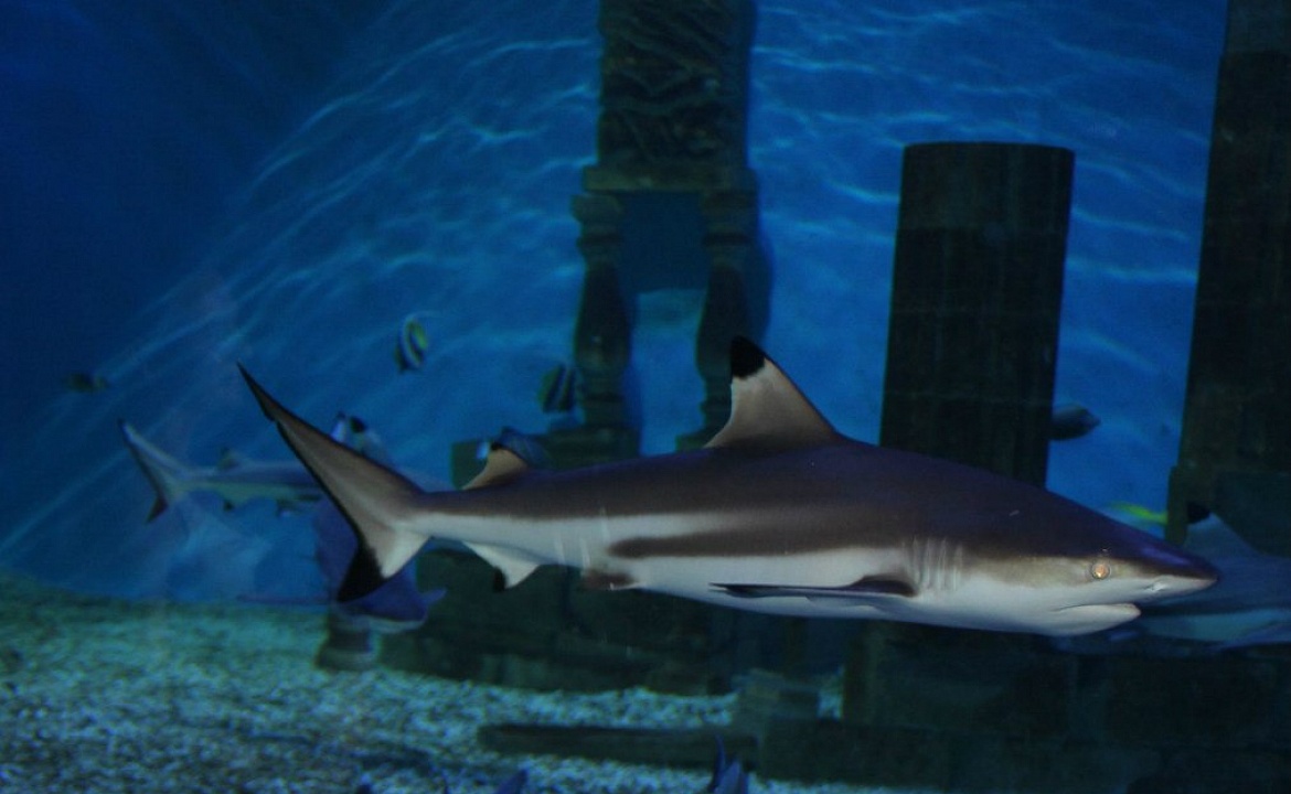 Фото из Океанариума «Акулий риф» взято из аккаунта океанариума ВКонтакте: http://yeyskoceanpark.ru/