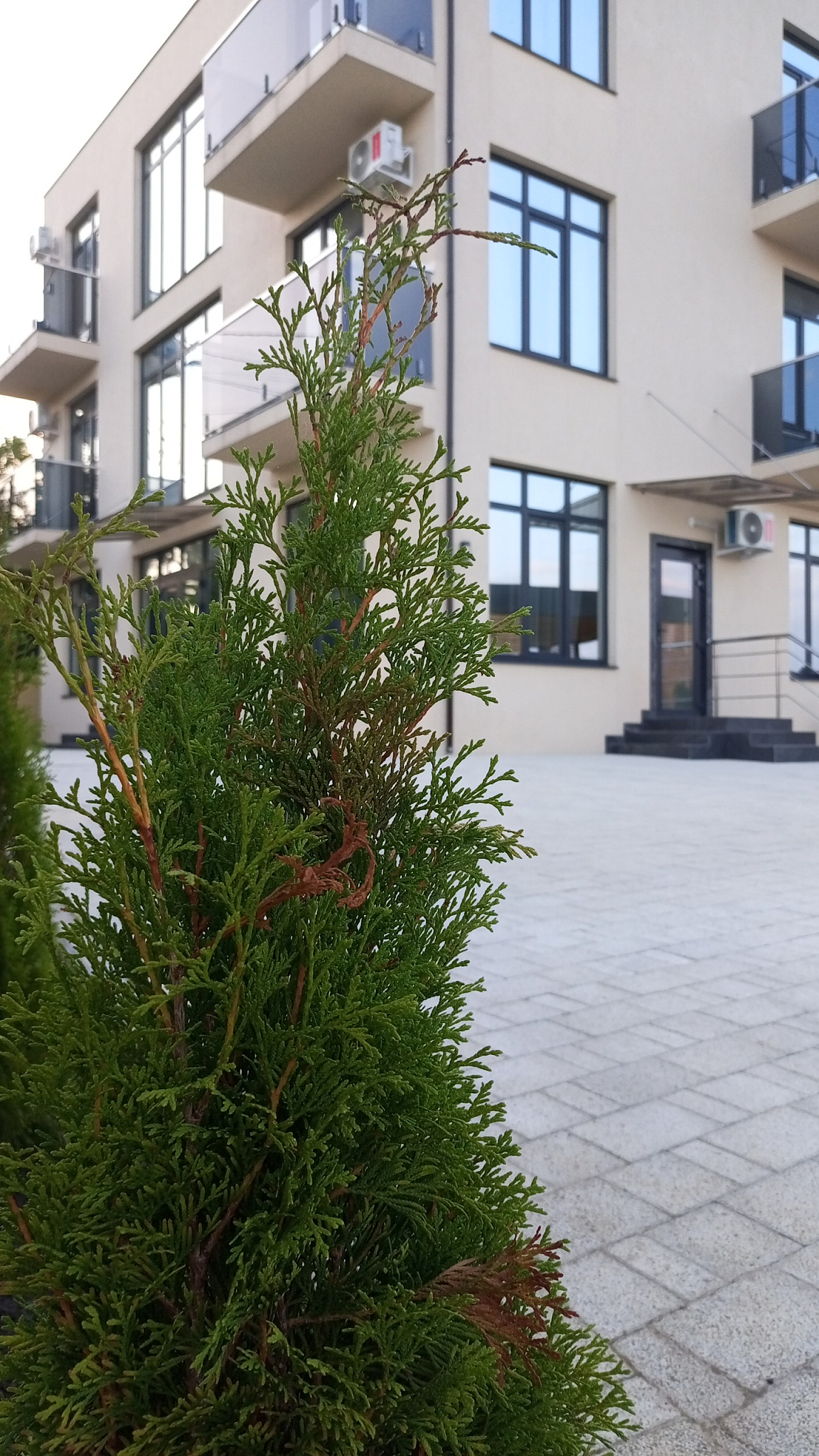 . Отель СочиЛето. Вардане