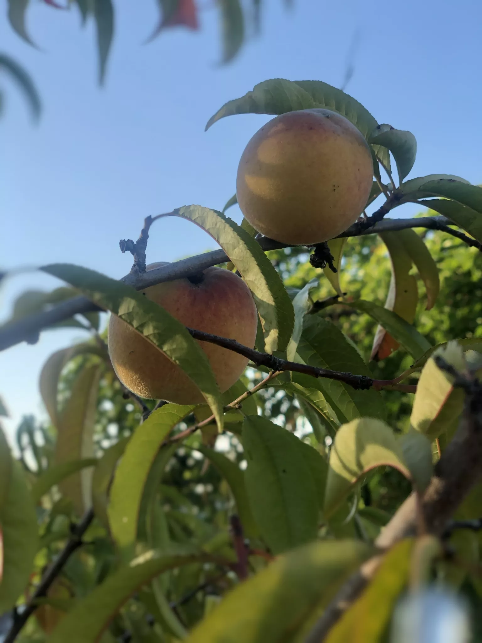 . База отдыха "Скурча". Сухум