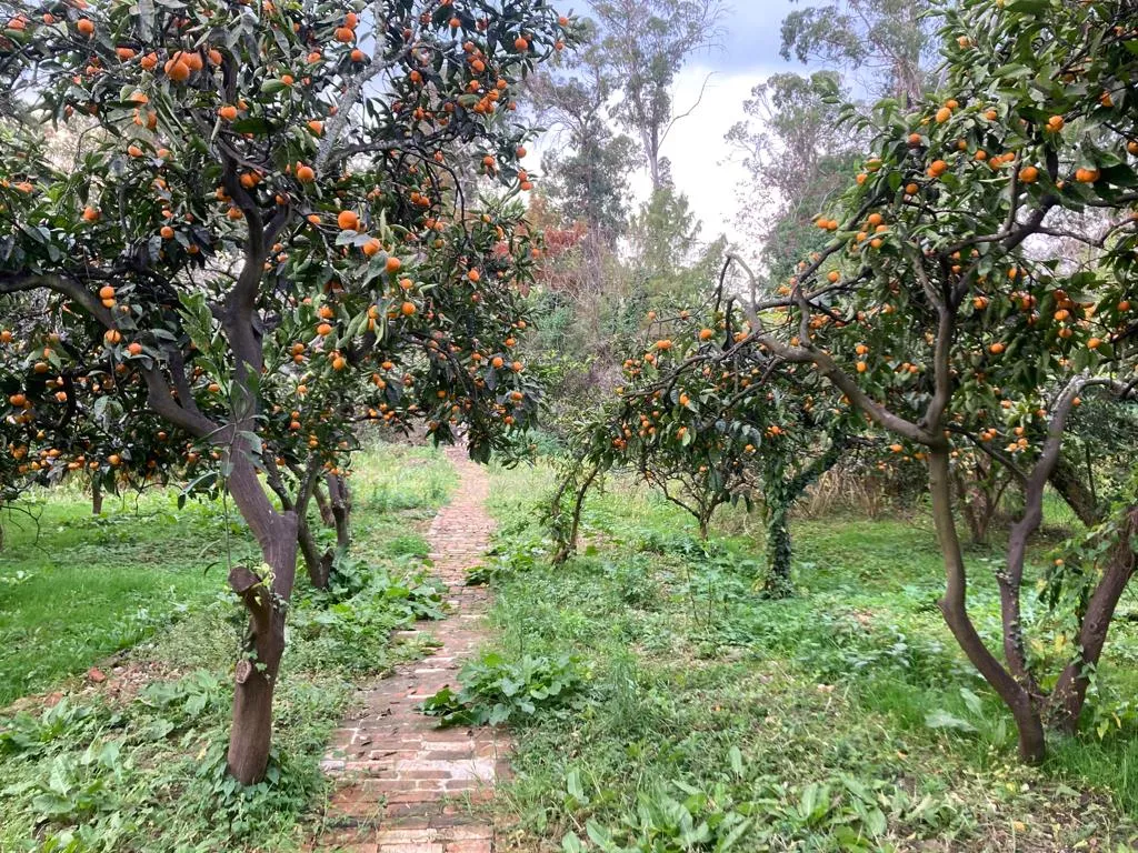. Гостевой дом "Феникс". Новый Афон