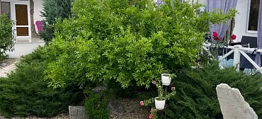 Гостевой дом Миндаль