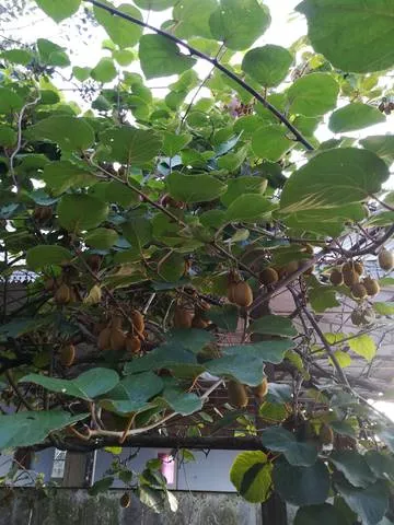 . Частный сектор "У Сусанны". Пицунда