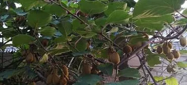 Частный сектор "У Сусанны" Частный сектор "У Сусанны"