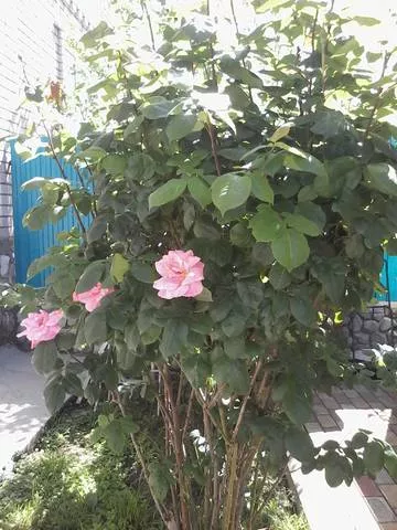 . Частный сектор На Армейской. Архипо-Осиповка