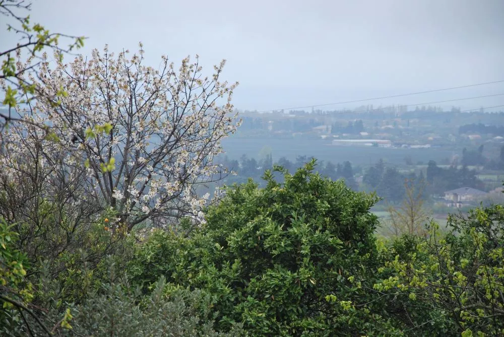 . Гостевой дом У Андрея. Пицунда