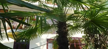 Гостевой дом Пальма