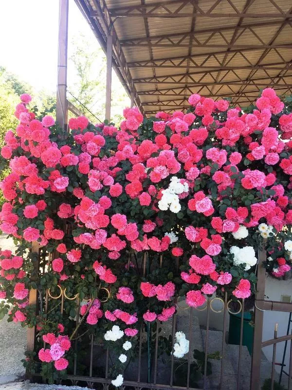 . Частный сектор "У Генриха". Лоо . Частный сектор "У Генриха". Лоо