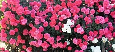 Частный сектор "У Генриха" Частный сектор "У Генриха"