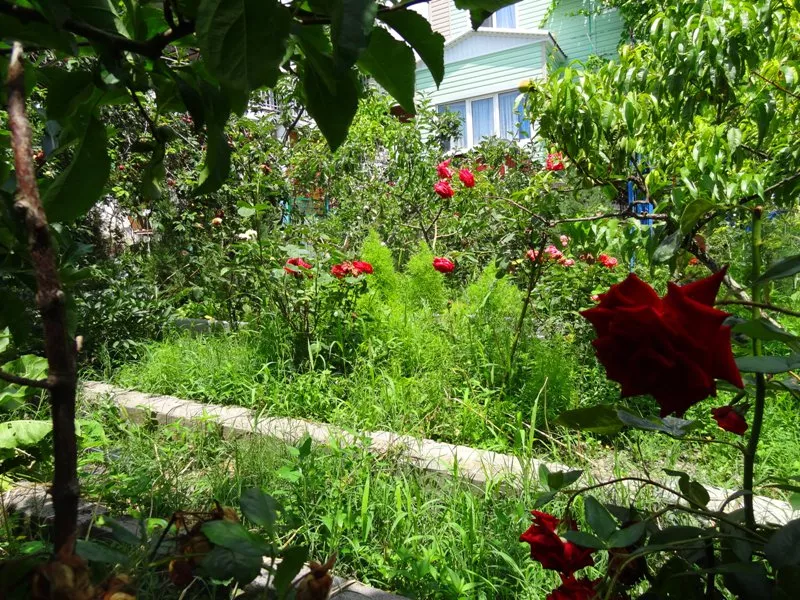 . Гостевой дом У Елены - Геленджик. Геленджик