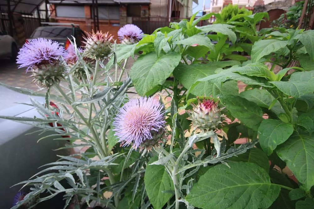 . Гостевой дом КАРАВЕЛЛА. Лазаревское