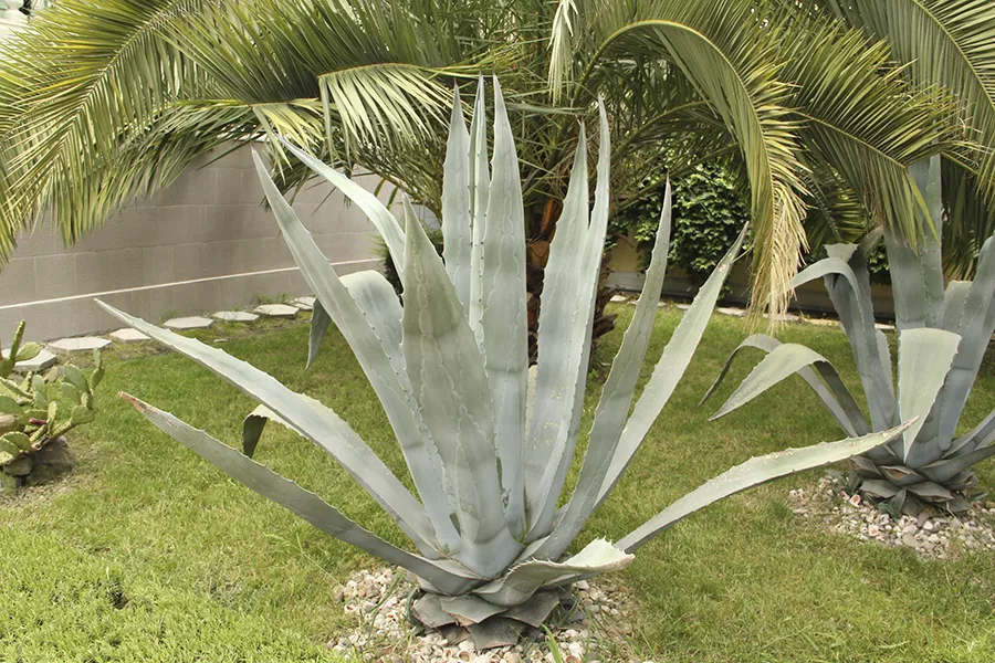 . Гостевой дом "Маретель". Адлер